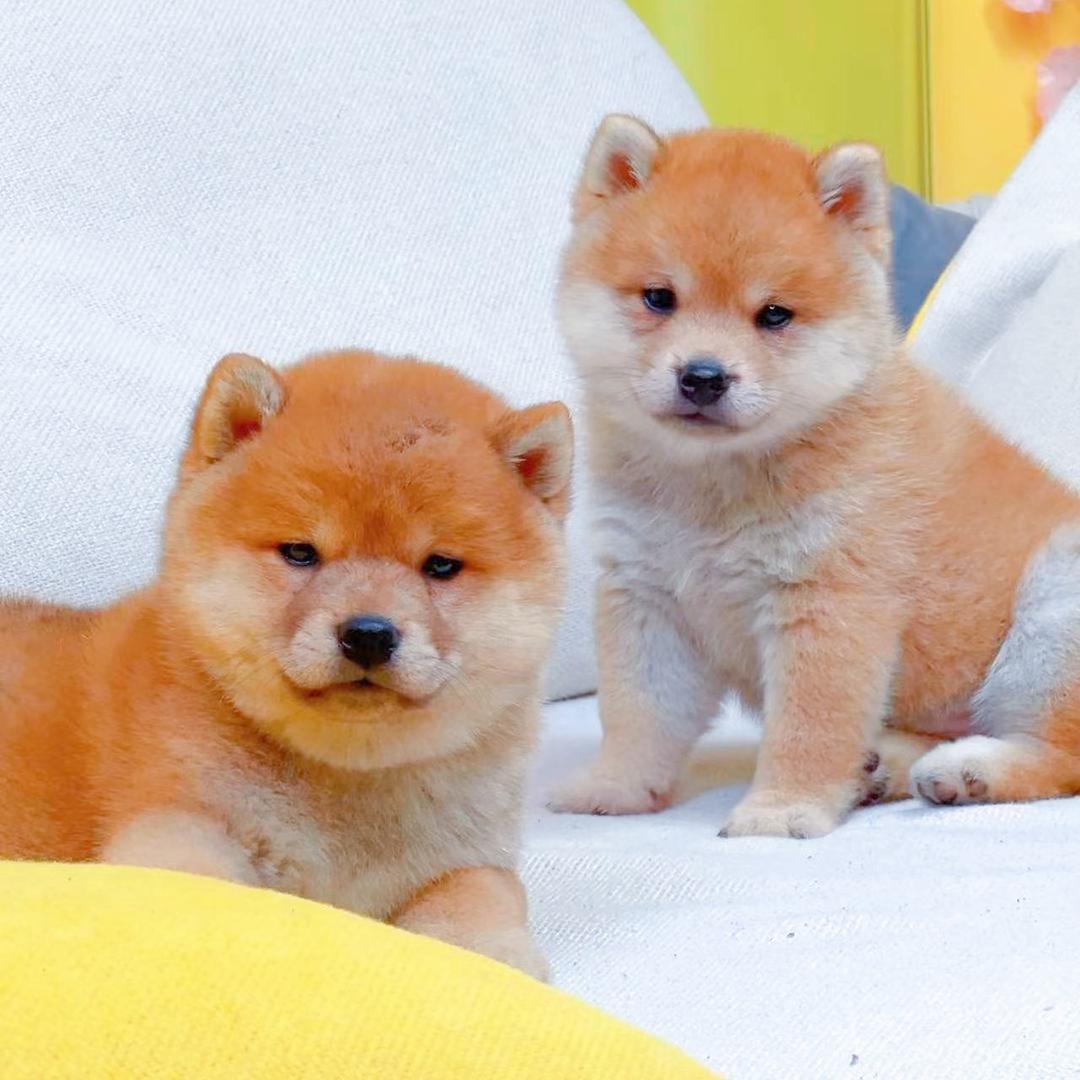柴源社豆柴犬@荣巷