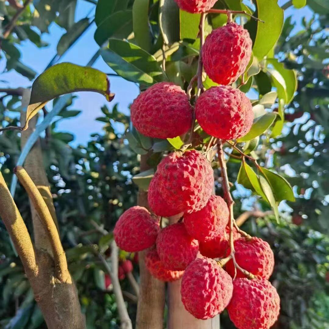 轩品行增城荔枝