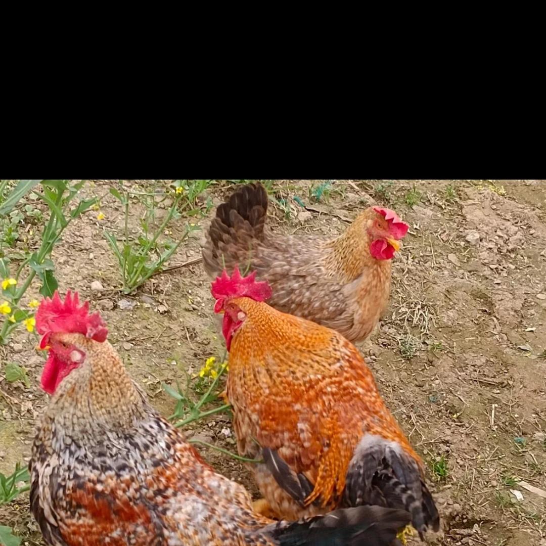 凤禽