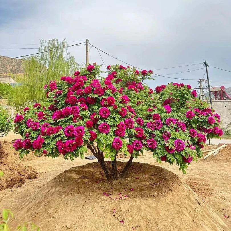 菏泽精致牡丹花卉