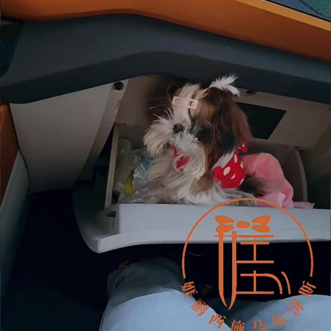 娾鹂西施马尔济斯