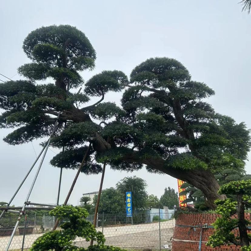 鲜莲园艺