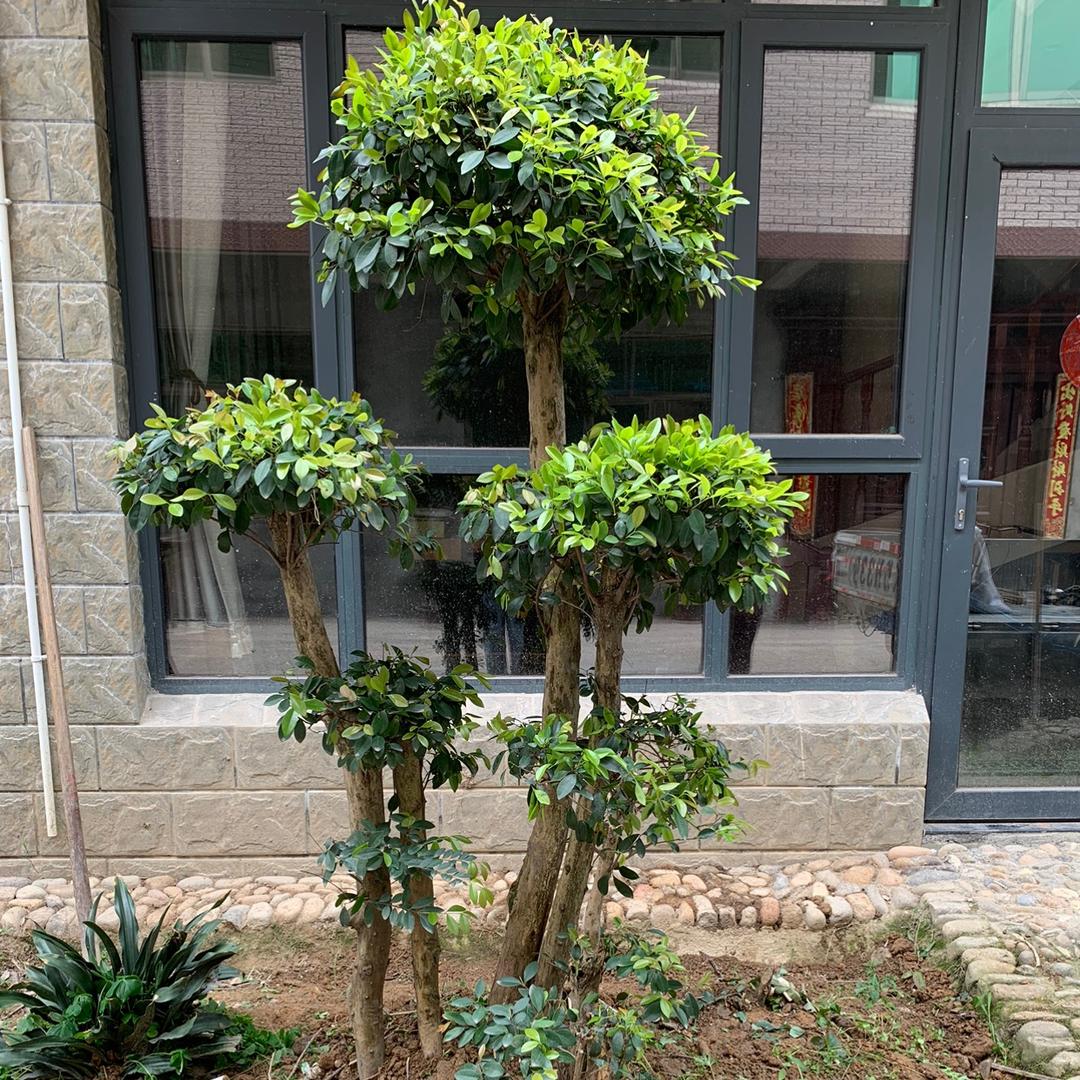 碧湖大漂亮～花花