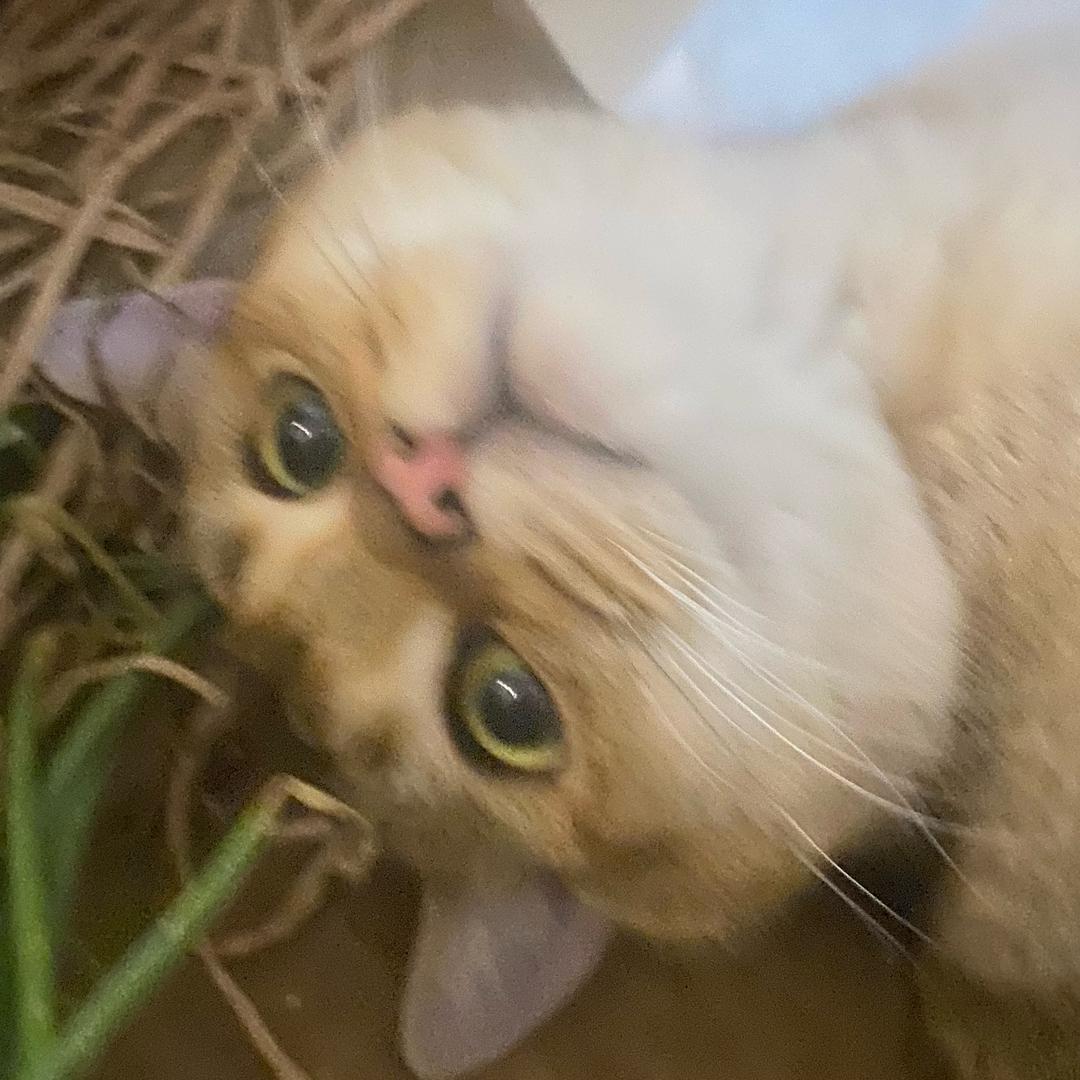 煎饼