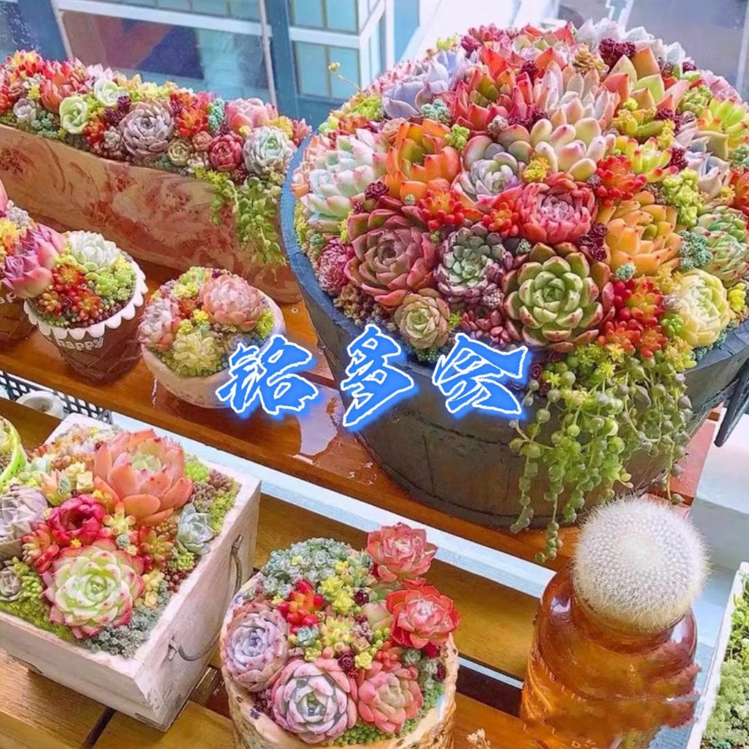 铭多会园艺