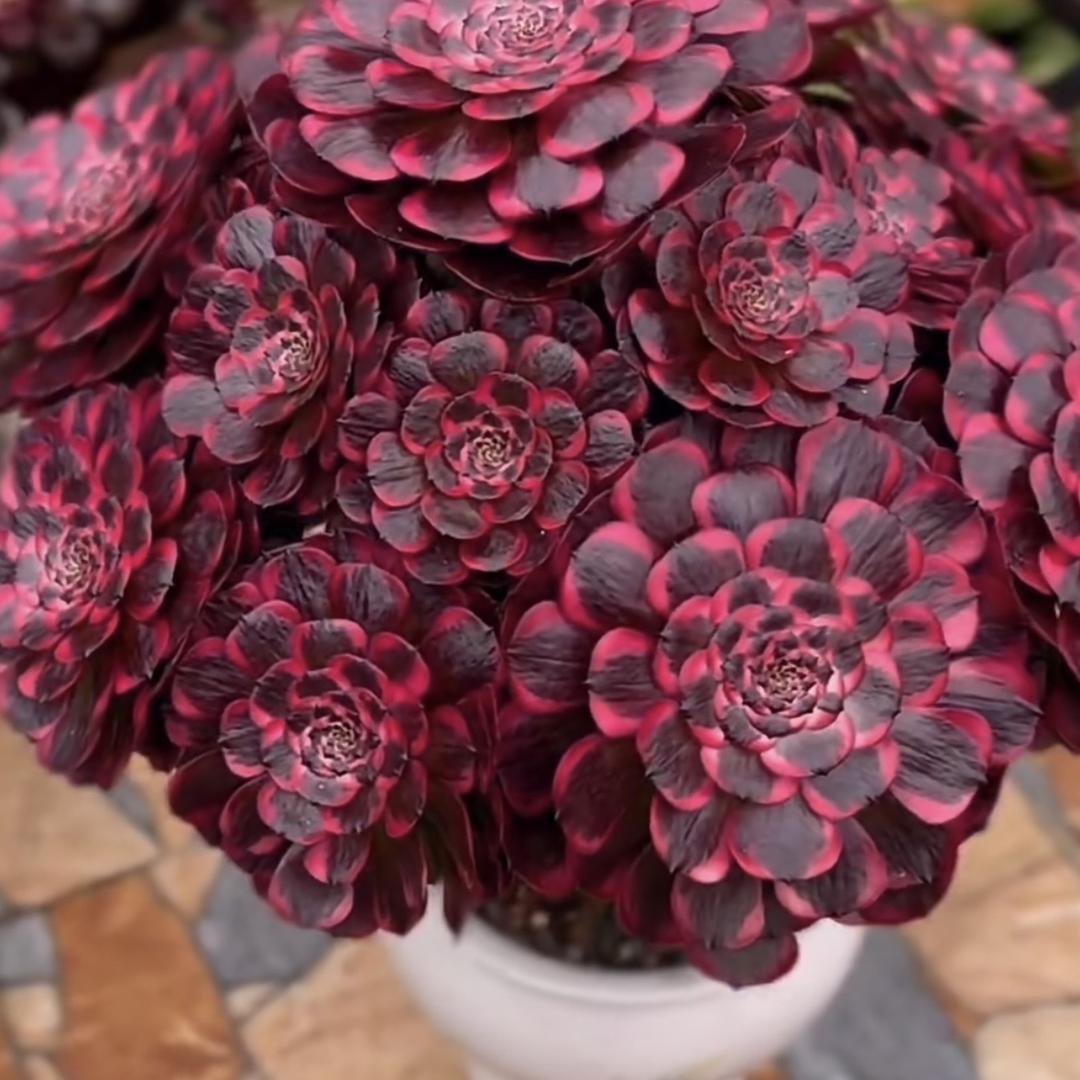 锦上花卉法师园