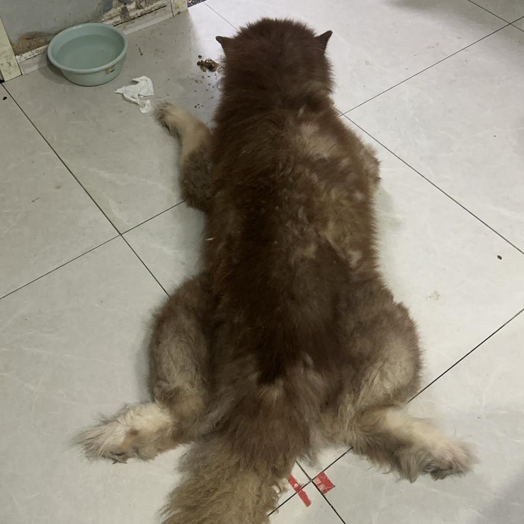 百变博士聊足球