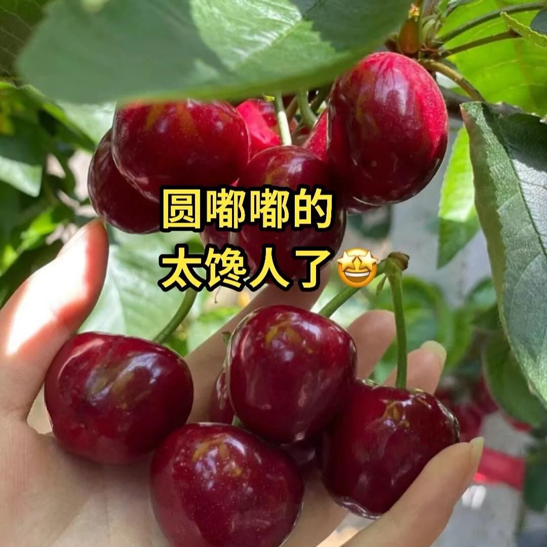 静静苗圃基地