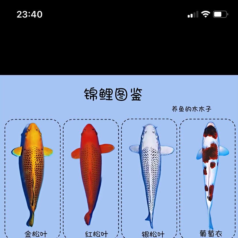 鱼水间萌宠精选店