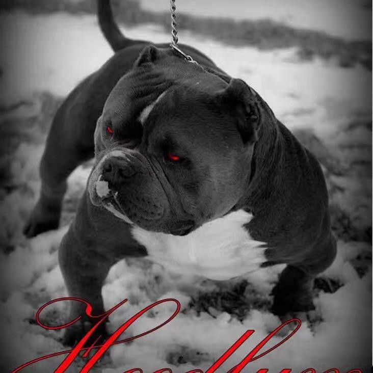 小威美国恶霸犬舍