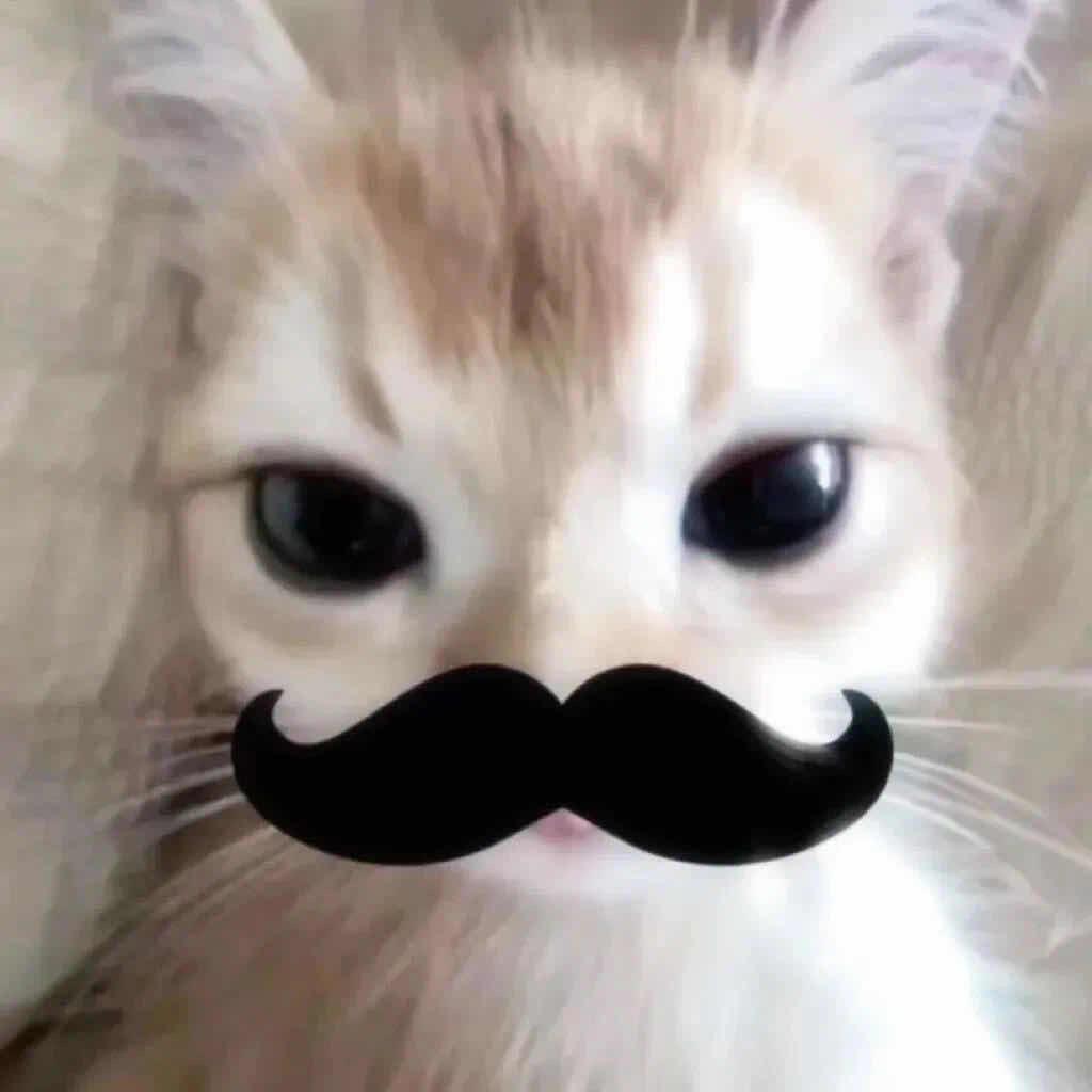 羊脂球🐾