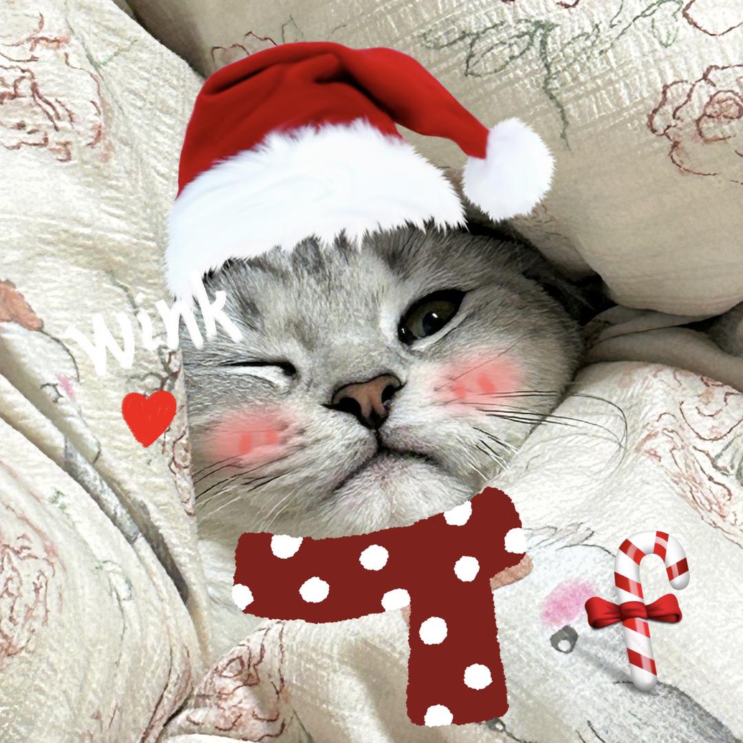 十七是只喵🐱