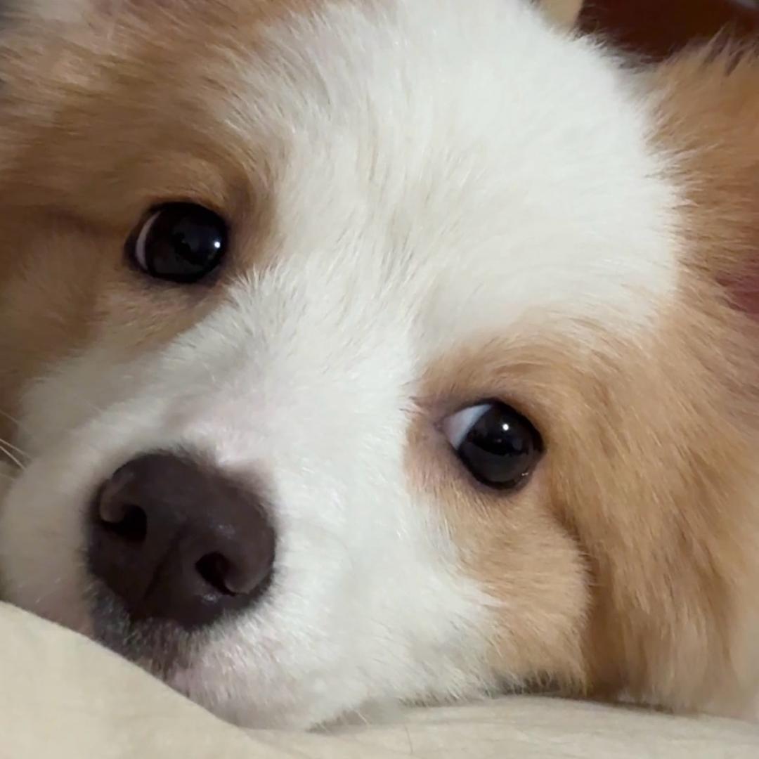 🐶爱吃榴莲的足金(金金）✨
