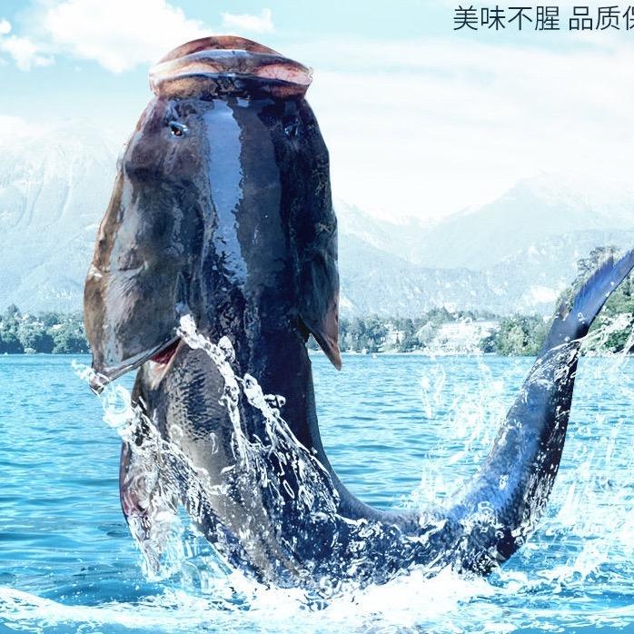金湖水岸垂钓基地