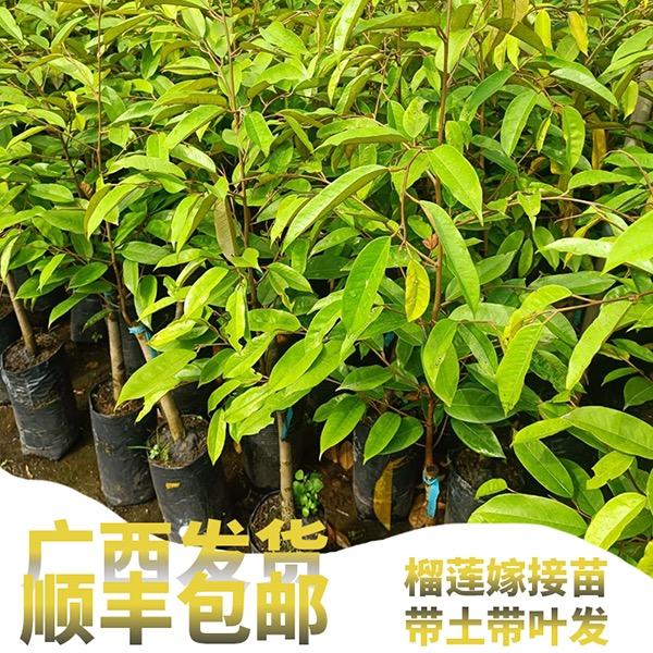 祁语果树苗木旗舰店