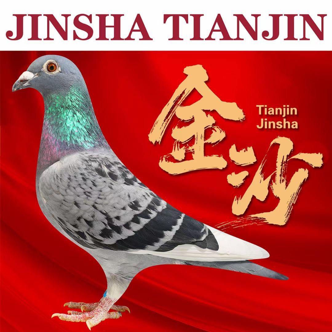天津金沙信鸽