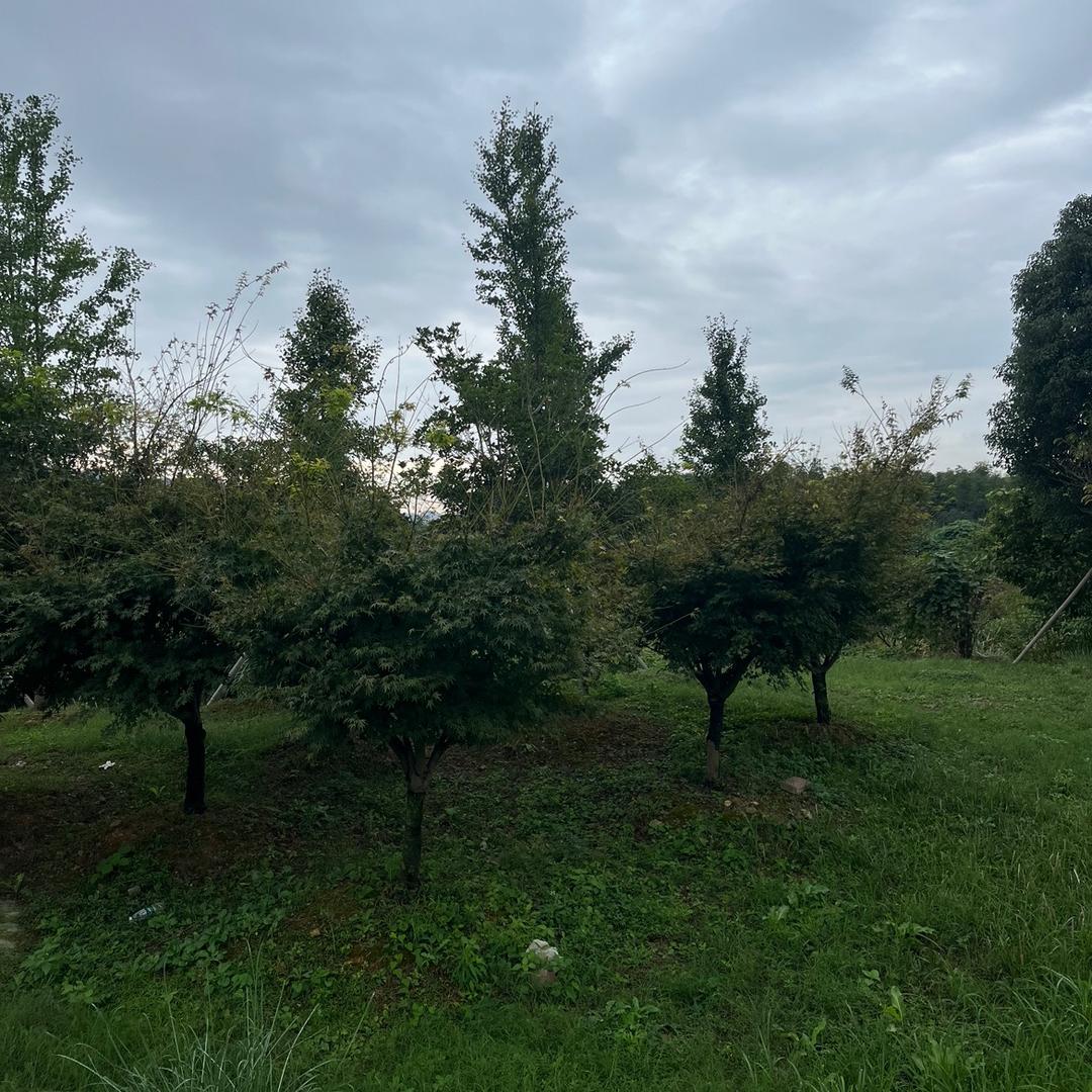 @笑看人生风雨@