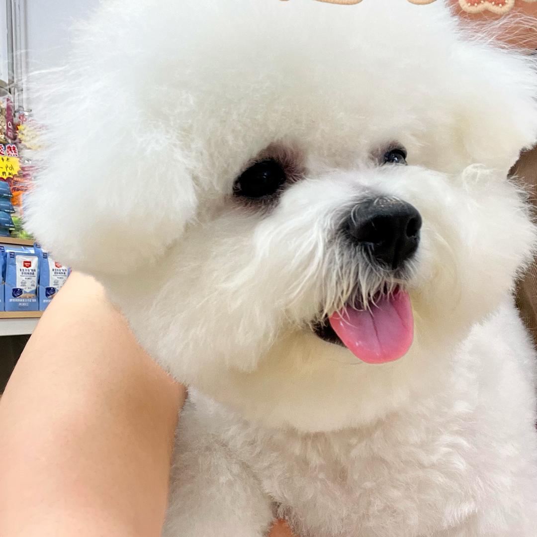 比熊艾米🐶