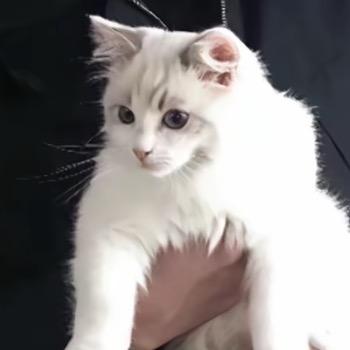 亲青子衿