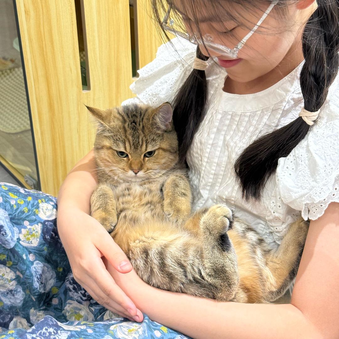 小葵虎斑🐱（养成系）