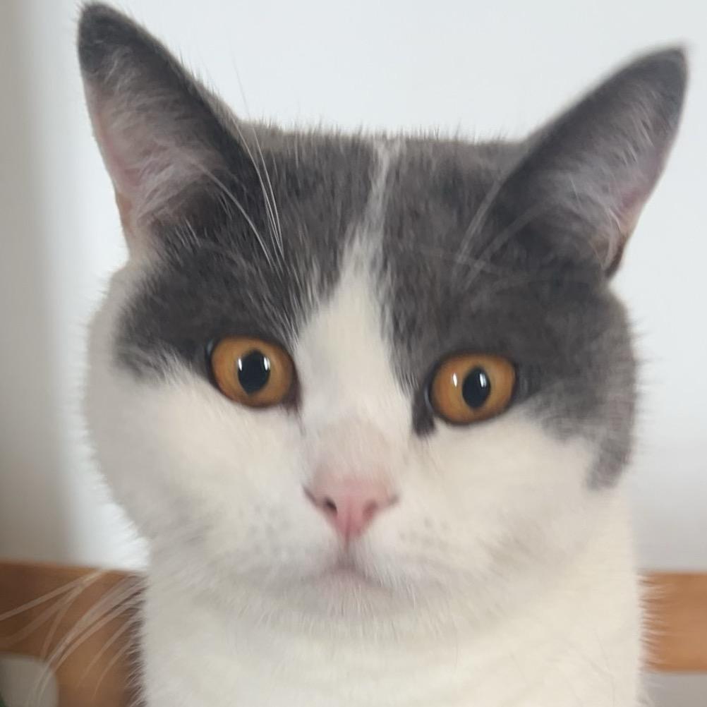 猫叔c 🧸