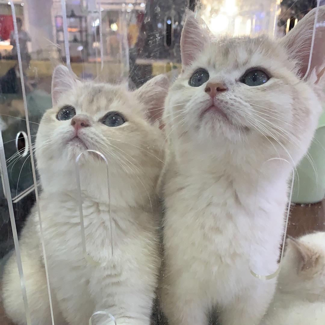 武汉家庭寄养    可上门喂养