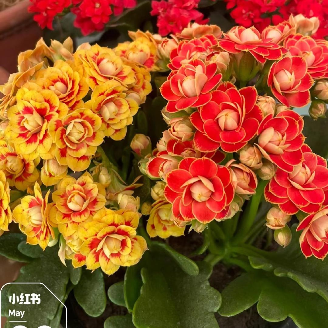 花漫里长寿花
