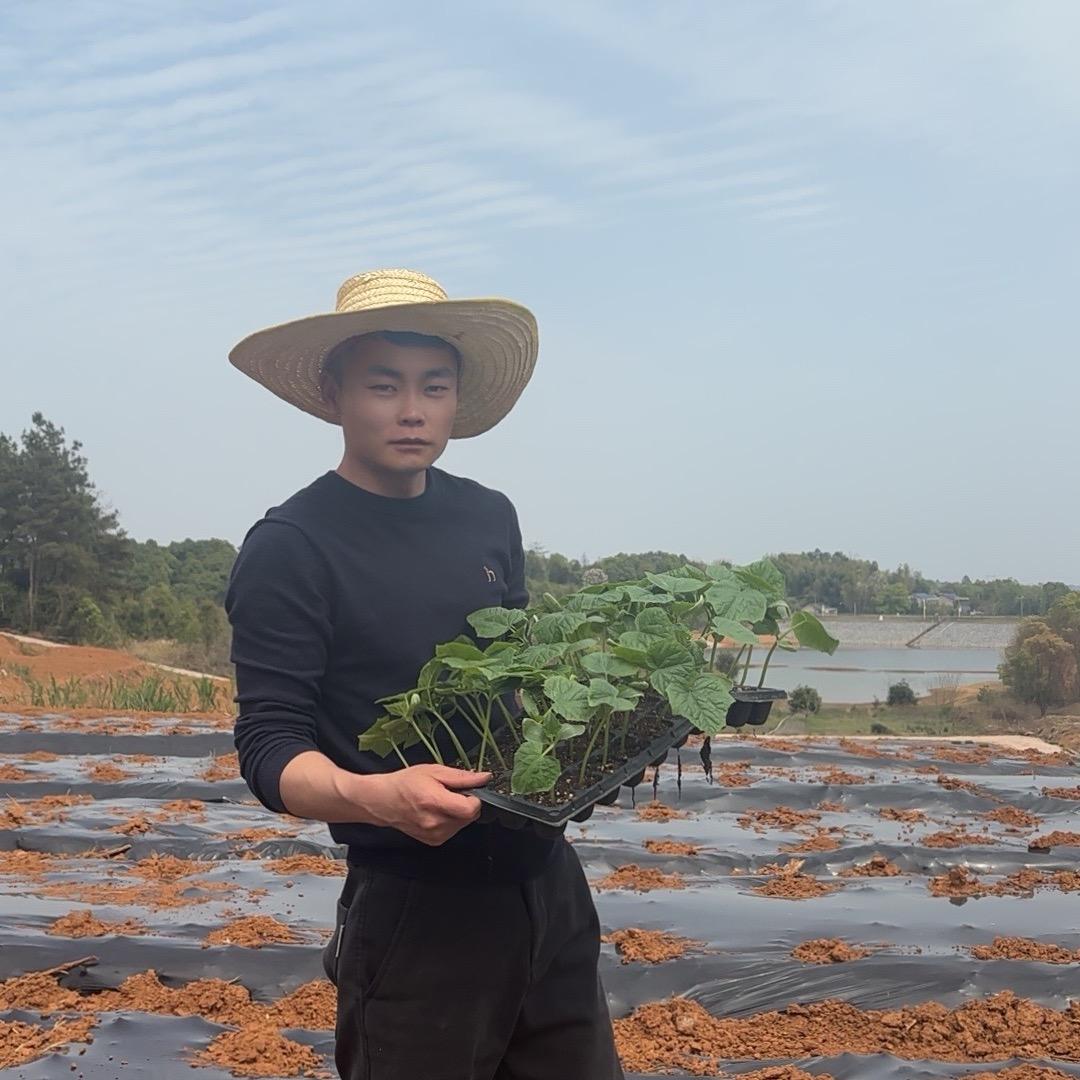 荒山种菜人小谢
