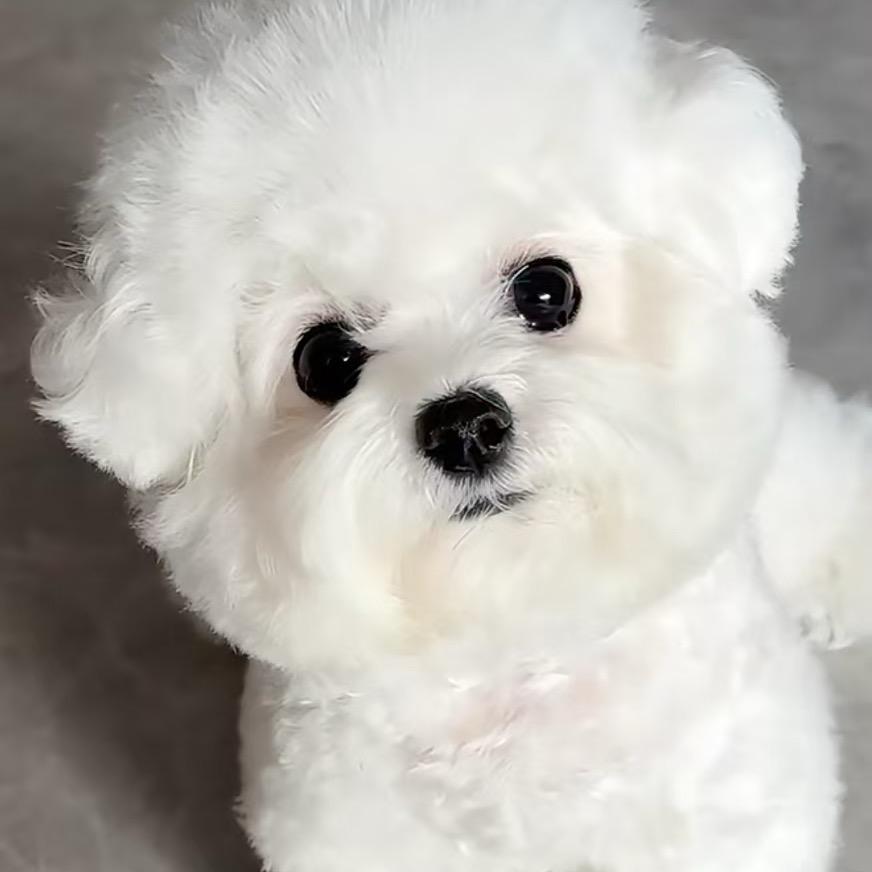 小型萌犬养殖收售