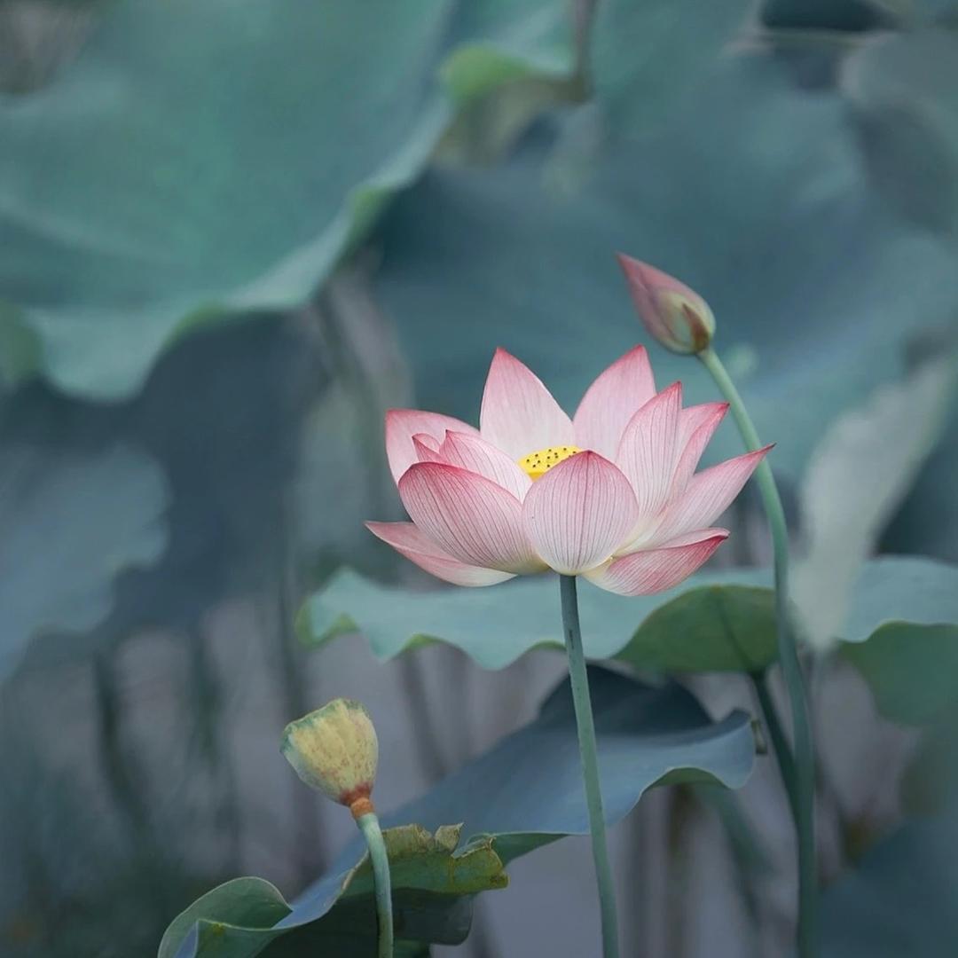 洋洋手指操