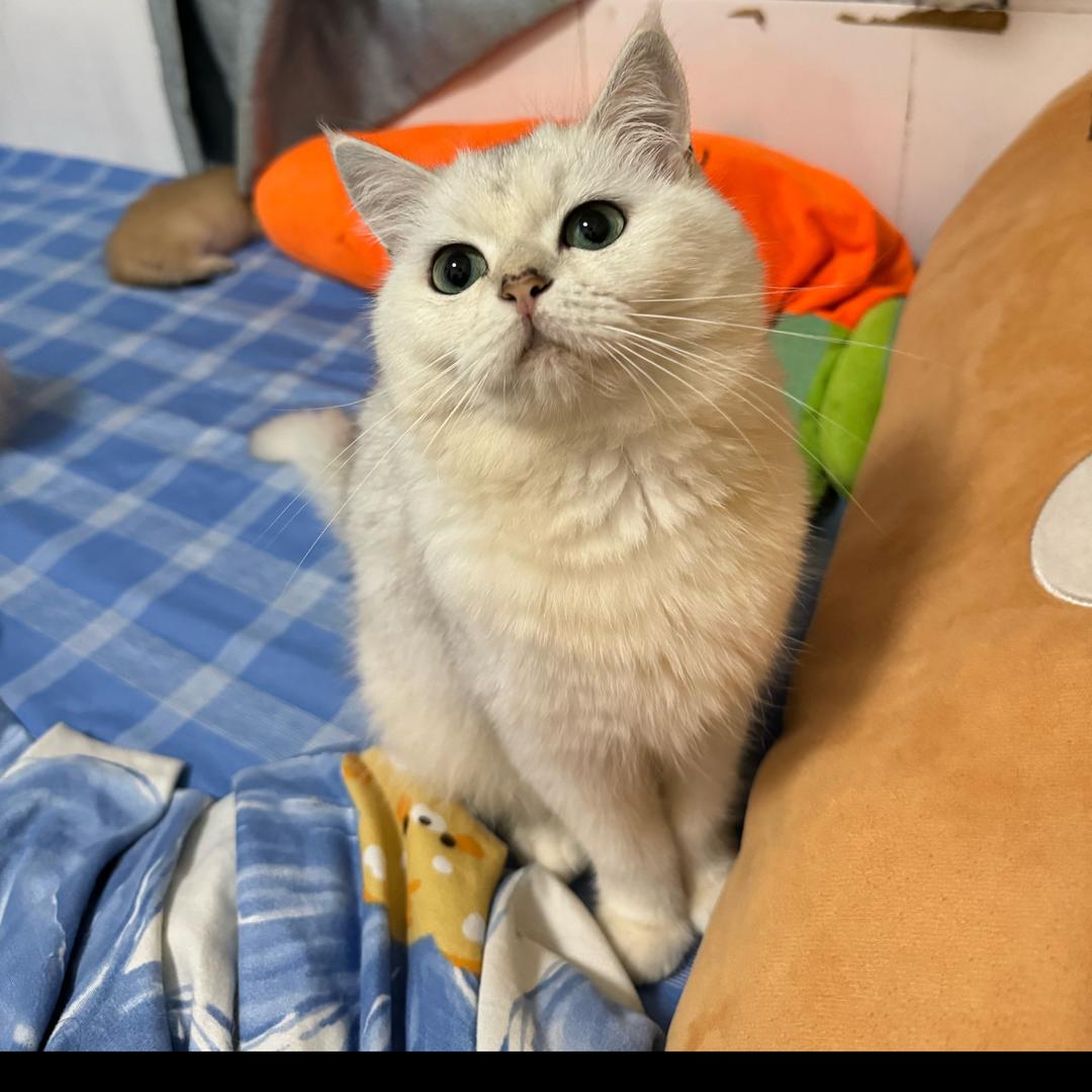 我和我的四只猫