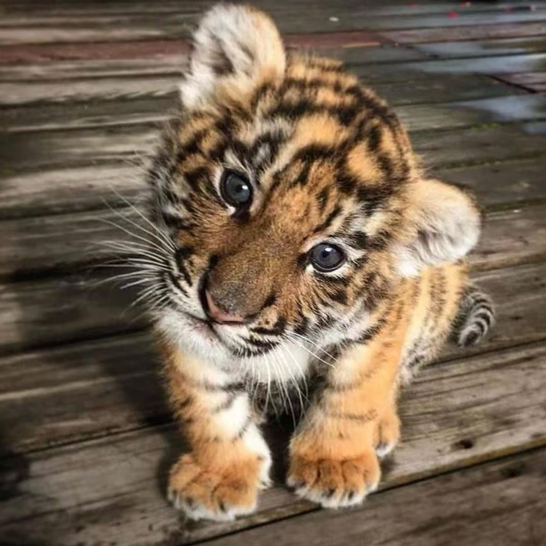 茸茸虎🐯