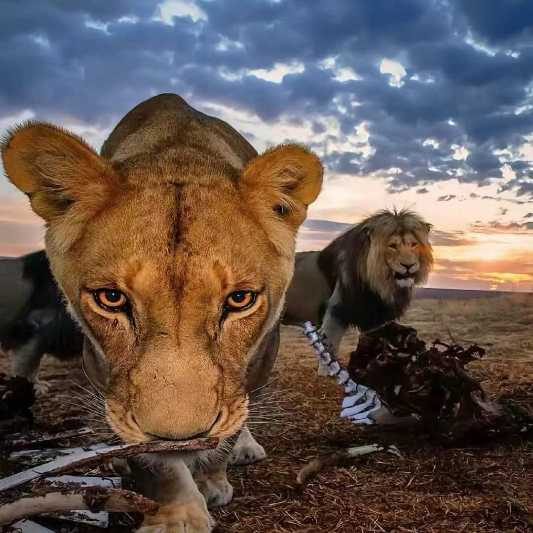 罗密欧与猪过夜