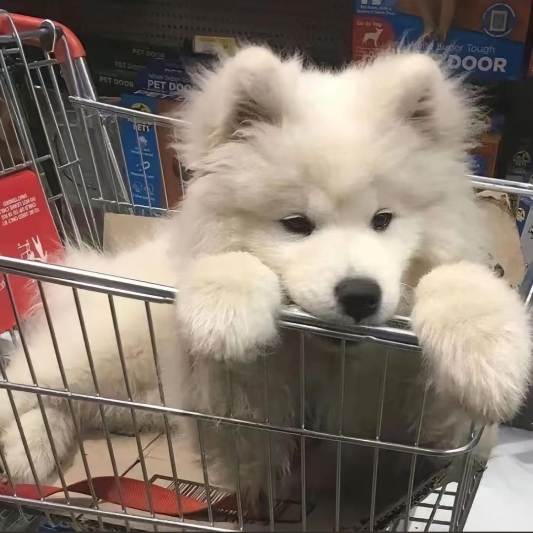 犟紫不错