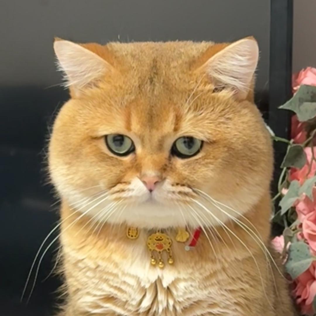 我家猫咪叫蛋仔