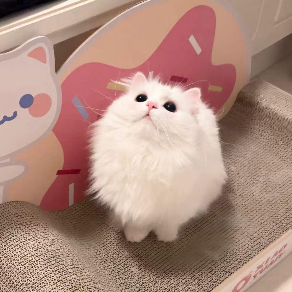 猫猫酱（备考版