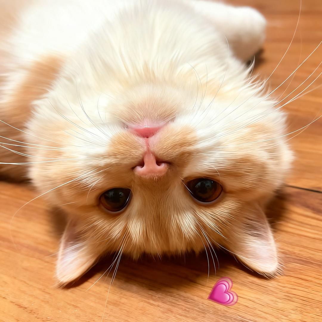 香芋猪咪派