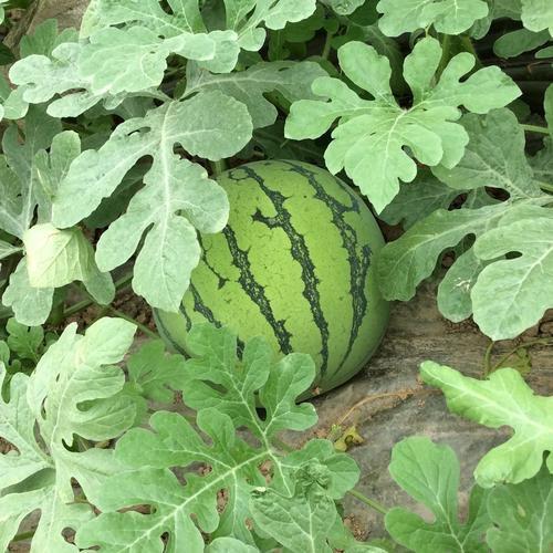 夏邑瓜王