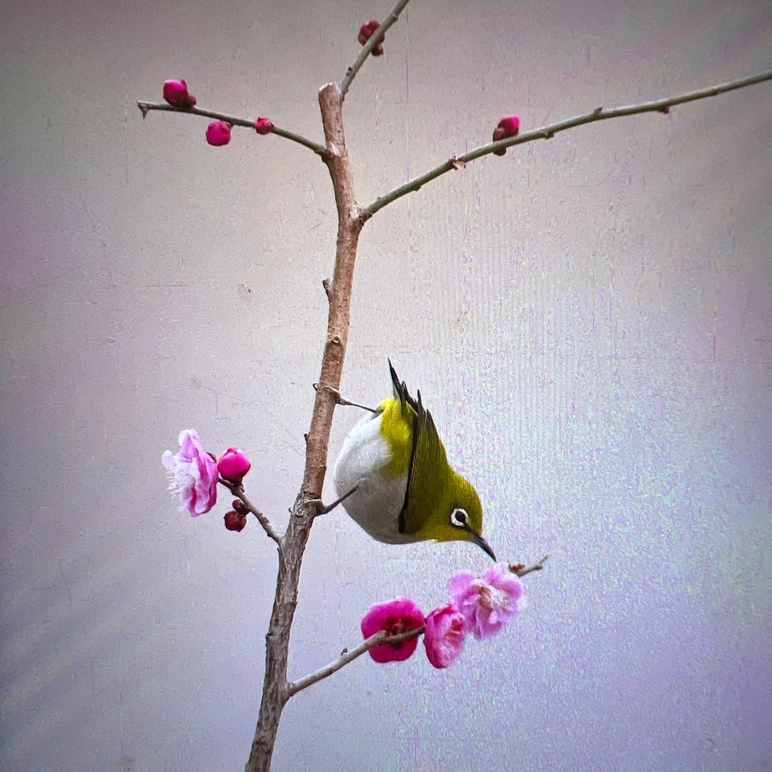 范明新