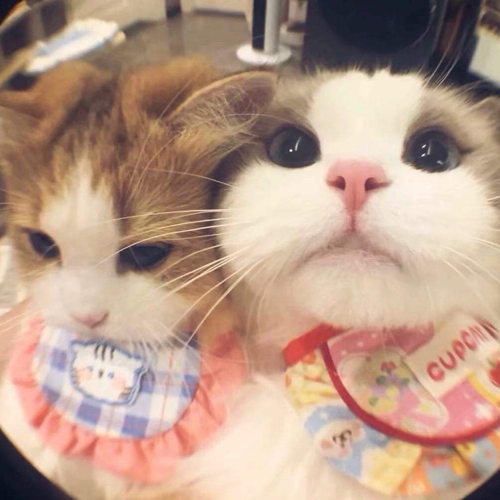 TsomoYie（进粉丝群🈶️橱窗）