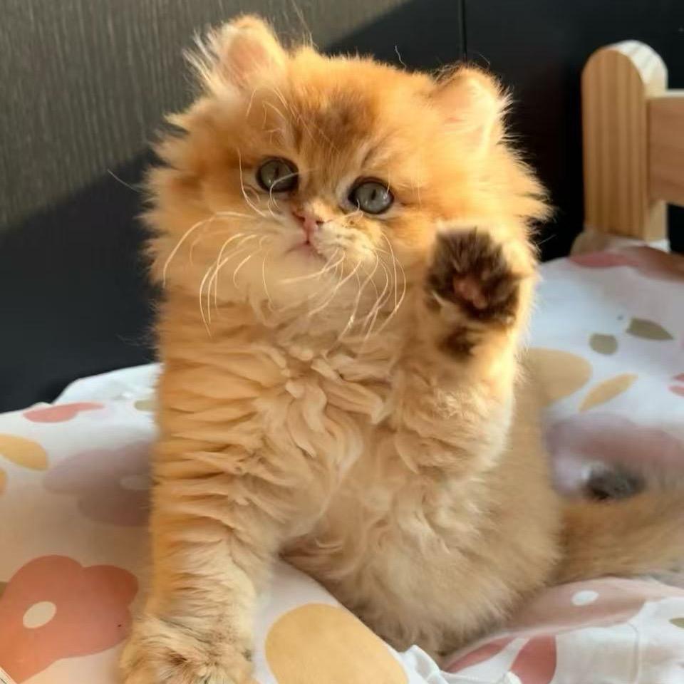 厦门颂铭国际猫舍