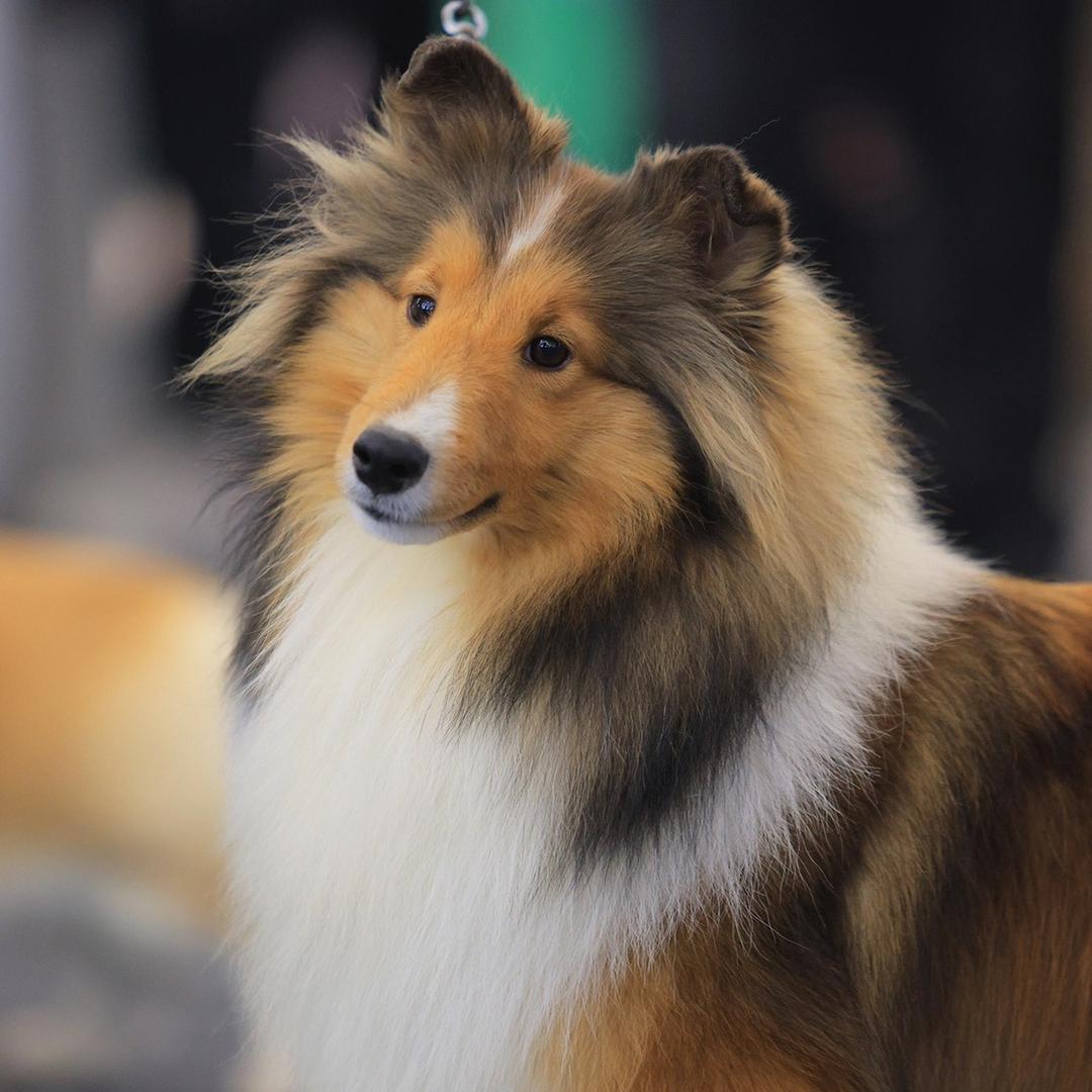 E'time喜乐蒂犬舍