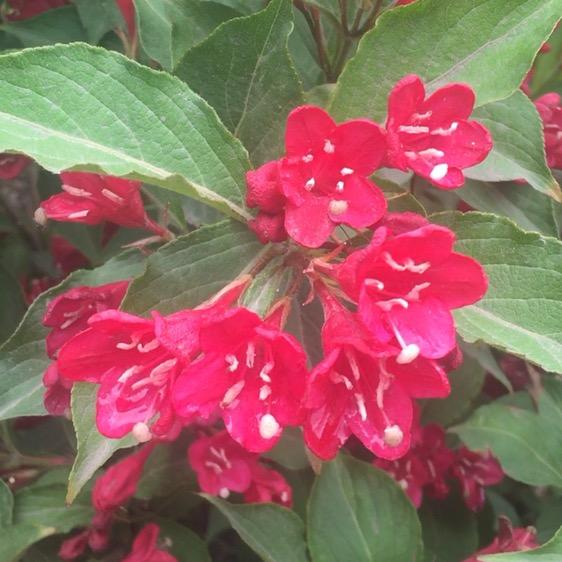 花草看点