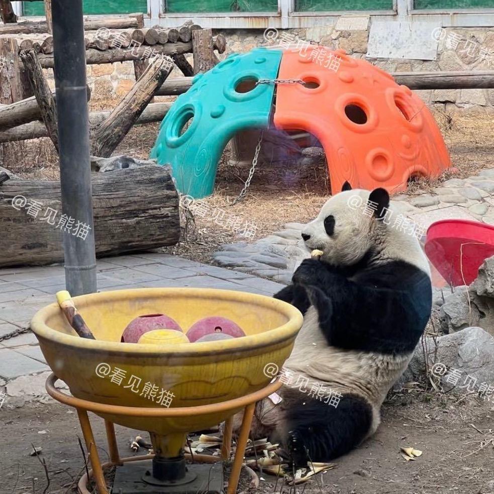 看见熊猫（环游中国所有熊猫馆）