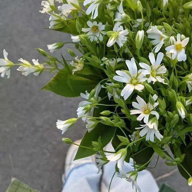 伊川三弟舒适男装：盼盼