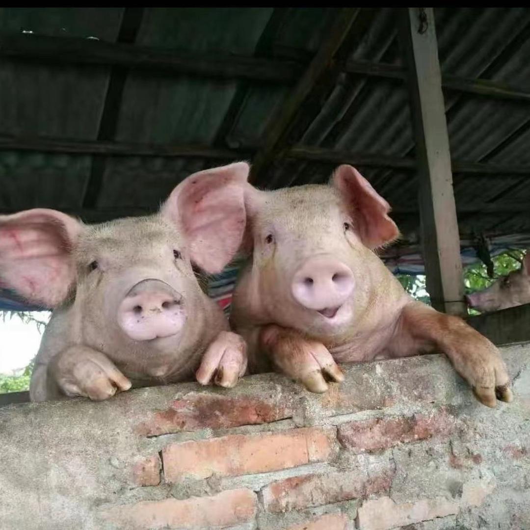 观文仔猪自繁自养