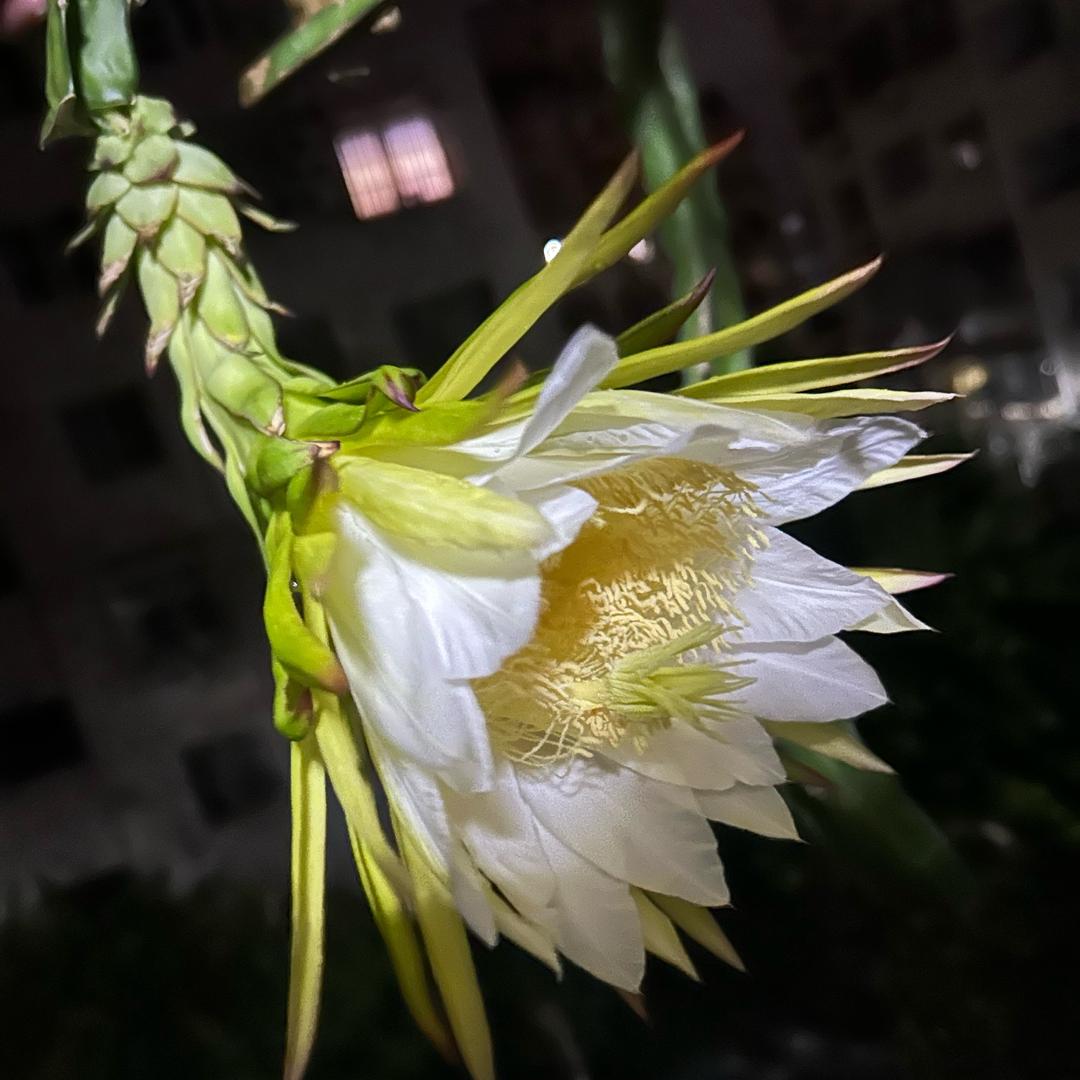 晴天真美