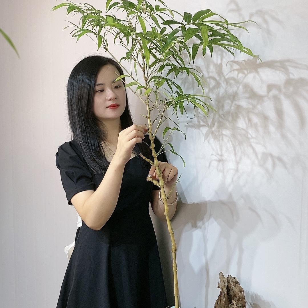 雕竹时光