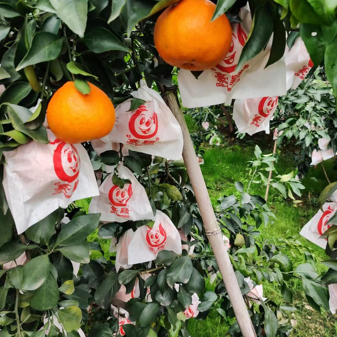 肖洒哥水果（代收、代卖）