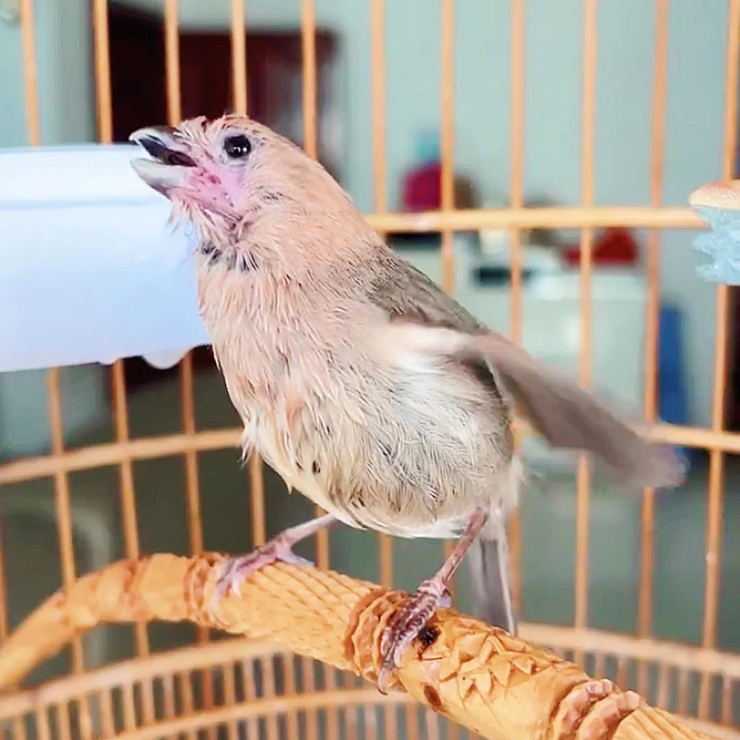 独霸天下鸟食